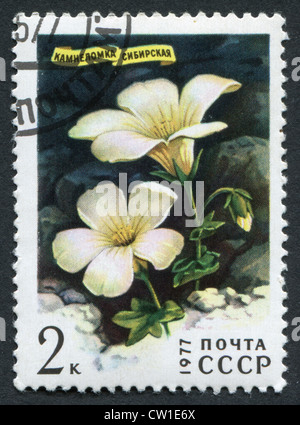 USSR - CIRCA 1977: Postage stamps printed in the USSR, shows a flower of Saxifraga sibirica, circa 1977 Stock Photo