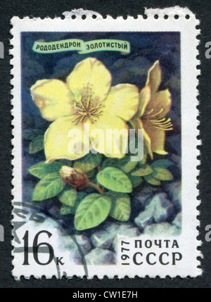 USSR - CIRCA 1977: Postage stamps printed in the USSR, shows the flower of Rhododendron aureum Georgi, circa 1977 Stock Photo