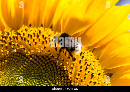 Helianthus annuus. Bombus terrestris on a sunflower head. Stock Photo