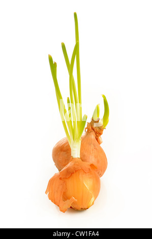 Sprouting onions isolated on white background Stock Photo