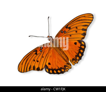 Gulf Fritillary butterfly (Agraulis vanillae) over white Stock Photo