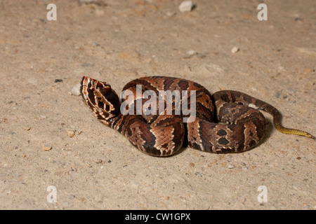 Young Water Moccasin or Cottonmouth Snake Stock Photo - Alamy