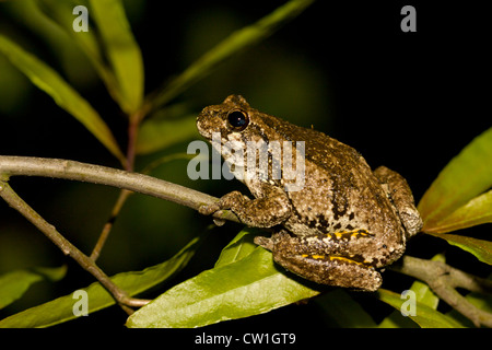 Northern gray treefrog perched in a tree Stock Photo