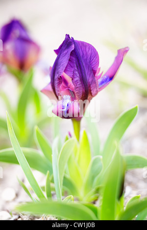 Purple Miniature Dwarf Yellow Bearded Iris in springtime. Stock Photo