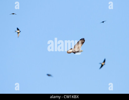 Common Buzzard (Buteo buteo) in flight being mobbed by swallows (Hirundo rustica) French: Buse variable German: Mäusebussard Spanish: Busardo ratonero Stock Photo