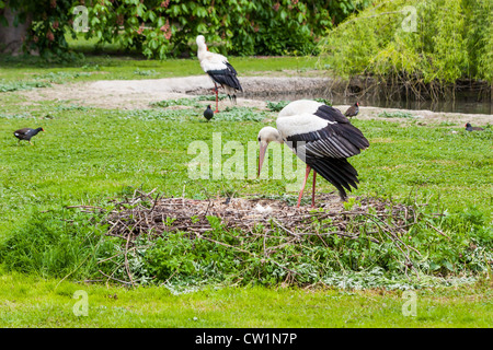 A mother stork feeding its young saplings, the mother gives the food that she has herself digested beforehand Stock Photo