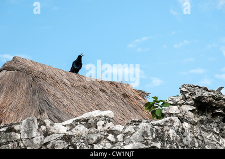 Bird on a thatched rooftop, Tulum Maya archaeological site, Tulum, Riviera Maya, Quintana Roo, Mexico. Stock Photo