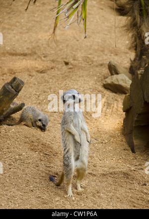 Meerkat, Colchester Zoo, Essex, England Stock Photo