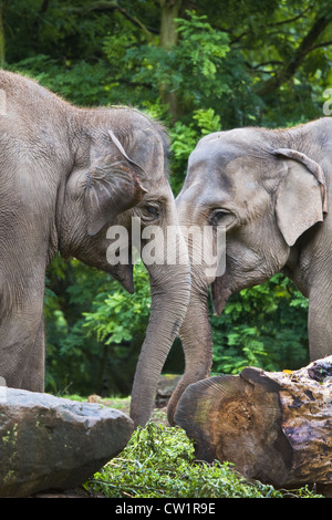 Female Asian elephants or Elephas maximus - vertical