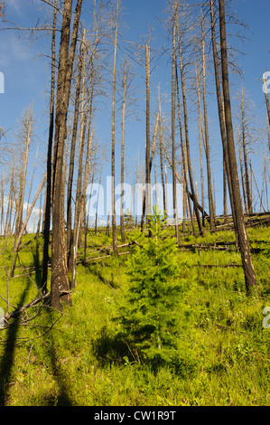 Vegetation is recovering in an area of Blue Mountain near Missoula, Montana ravaged by forest fire in 2007. Stock Photo