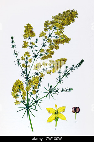 The lady s bedstraw Stock Photo