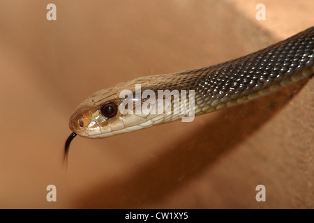 The Coastal Taipan Snake, Oxyuranus scutellatus, found in Australia and highly venomous. Also known as the Eastern Taipan. Stock Photo