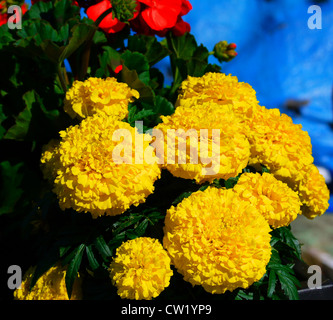 Yellow chrysanthemums in a planter Stock Photo