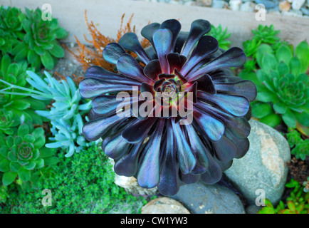 Purple Tree Aeonium - Schwarzkopf (Aeonium arboreum var.atropurpureum) Stock Photo