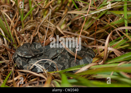Two neonate timber rattlesnakes (Crotalus horridus) coiled in the grass Stock Photo