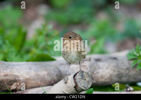A robin fledgling perched on an old log, Hastings, Sussex, UK Stock Photo