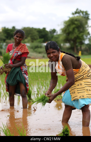 Indian women in a paddy field  Andhra Pradesh South India Stock Photo