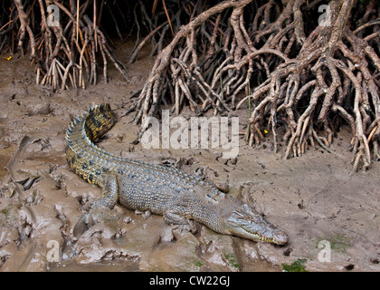 saltwater crocodile, Australia Stock Photo