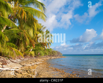 dream beach in the tuamotus, french polynesia Stock Photo