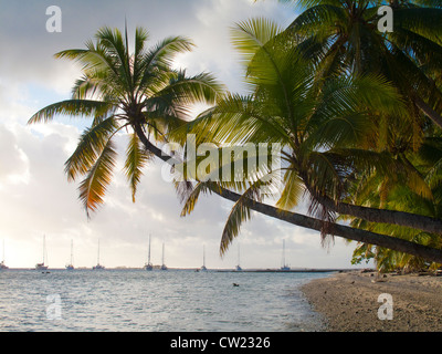 dream beach in the tuamotus, french polynesia Stock Photo