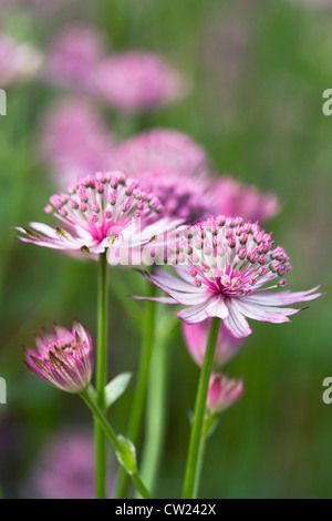 Astrantia major 'Roma'. Masterwort flowers. Stock Photo