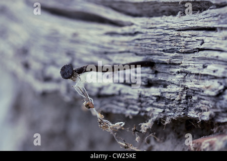 Firewood a heap. Stacked timber logs all over and close-up for industry. Tree laying on Danish harbour. Stock Photo