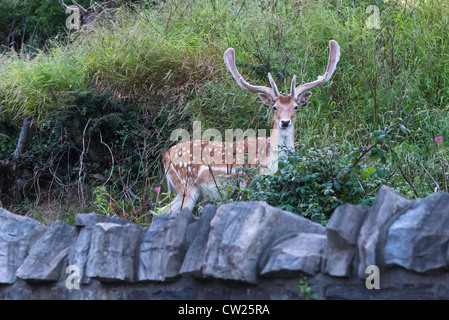 Fallow deer (dama dama) in Phoenix park; Dublin, ireland Stock Photo