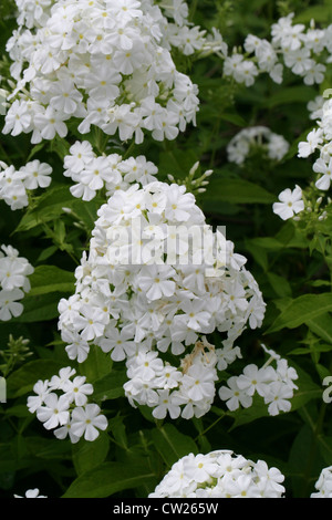 A White Garden Phlox, Phlox paniculata, Polemoniaceae. Stock Photo