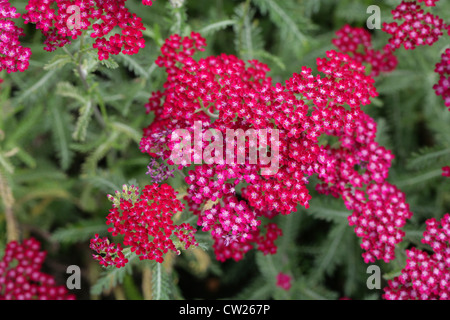 Yarrow var 'Paprika', Achillea millefolium, Asteraceae (Compositae). Stock Photo