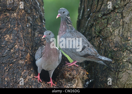 PAIR OF STOCK DOVES Columba oenas PERCHED ON NEST HOLE IN RAIN.  SPRING.UK Stock Photo