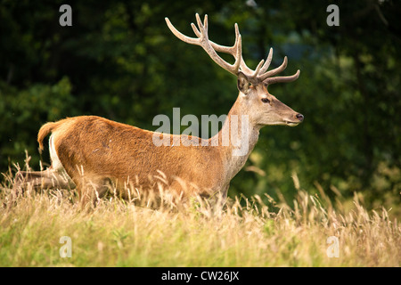 Red deer running through long grass against a background of trees Stock Photo