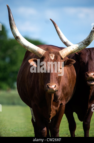 Ankole cow with huge horns Stock Photo