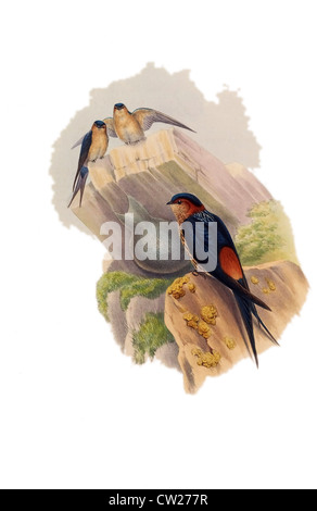 Illustration of The Lesser Striated Swallow, found in open, often hilly areas in South and Southeast Asia to India and Taiwan Stock Photo