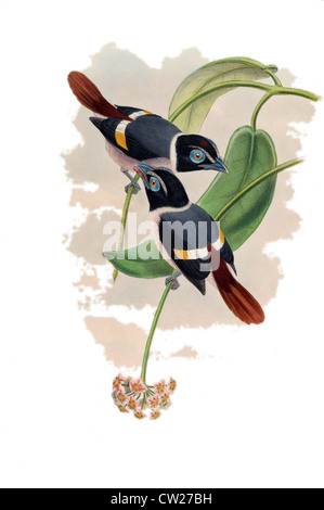 illustration of Mindanao Wattled Broadbill (Sarcophanops steerii) Stock Photo