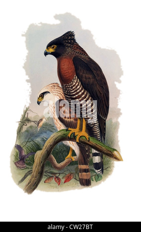 The Sulawesi Serpent Eagle, male & female (Spilornis rufipectus), a bird of prey endemic to Indonesia, illustrated by John Gould Stock Photo