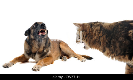 purebred belgian sheepdog malinois and cat angry in front of white background Stock Photo