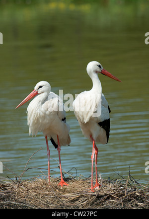 PAIR OF WHITE STORKS Ciconia ciconia STANDING ON NEST. FRANCE Stock Photo