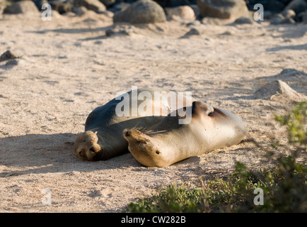 Galapagos Sea Lions Basking in the Sun Stock Photo