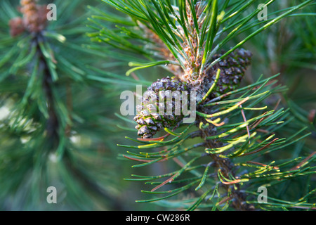 Isolated cones hang on pine branch between thorns Stock Photo