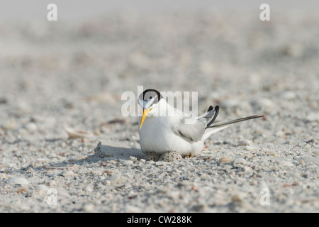 Least Tern adult sitting on two eggs in the sand at beach in Florida Stock Photo