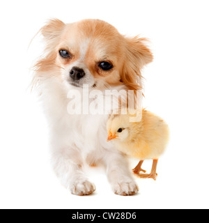 portrait of a cute purebred chihuahua with a chick in front of white background