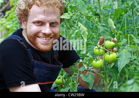A young, happy gardener holding green tomatoes in his garden Stock Photo