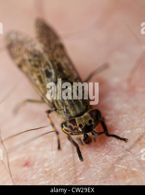 Female common horsefly, cleg or notch-horned cleg-fly (Haematopota pluvialis) biting human skin, in this case the photographer's Stock Photo