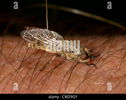 Female common horsefly, cleg or notch-horned cleg-fly (Haematopota pluvialis) biting human skin, in this case the photographer's Stock Photo