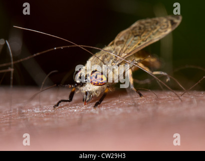 Female common horsefly, cleg or notch-horned cleg-fly (Haematopota pluvialis) biting human skin, in this case the photographer's Stock Photo