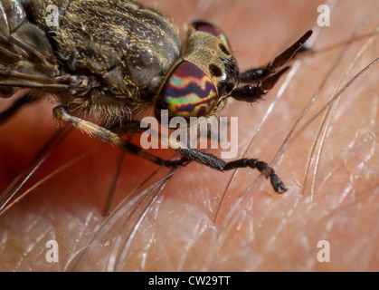 Female common horsefly, cleg or notch-horned cleg-fly (Haematopota pluvialis) biting human skin, in this case the photographer's Stock Photo