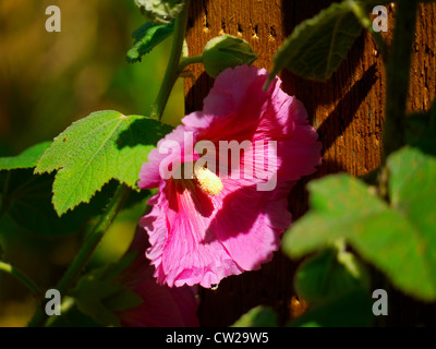 Dark pink hollyhock (marshmallow flower) flower leaning against post Stock Photo