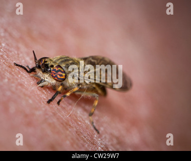 Female common horsefly, cleg or notch-horned cleg-fly (Haematopota pluvialis) biting human skin, in this case the photographer's Stock Photo