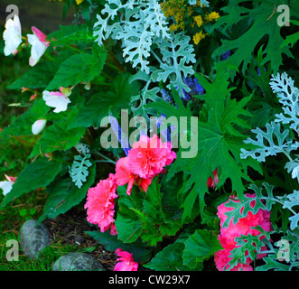 Flowers in a garden border Stock Photo