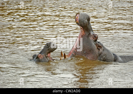 Hippos play-fighting in Mara River, Masai Mara, Kenya Stock Photo